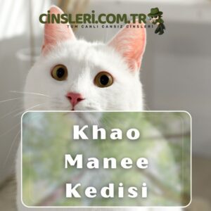 Khao Manee Kedisi