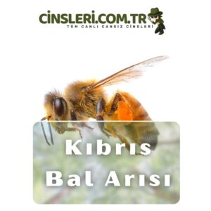 Kıbrıs Bal Arısı