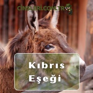 Kıbrıs Eşeği