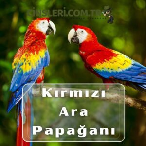 Kırmızı Ara Papağanları