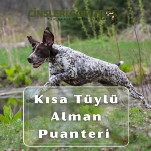 Kısa Tüylü Alman Puanteri