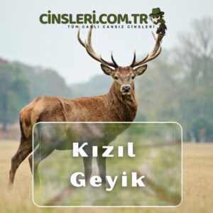 Kızıl Geyik