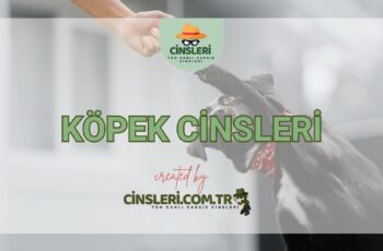 Köpek Cinsleri