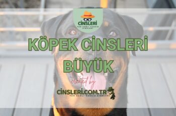 Köpek Cinsleri Büyük