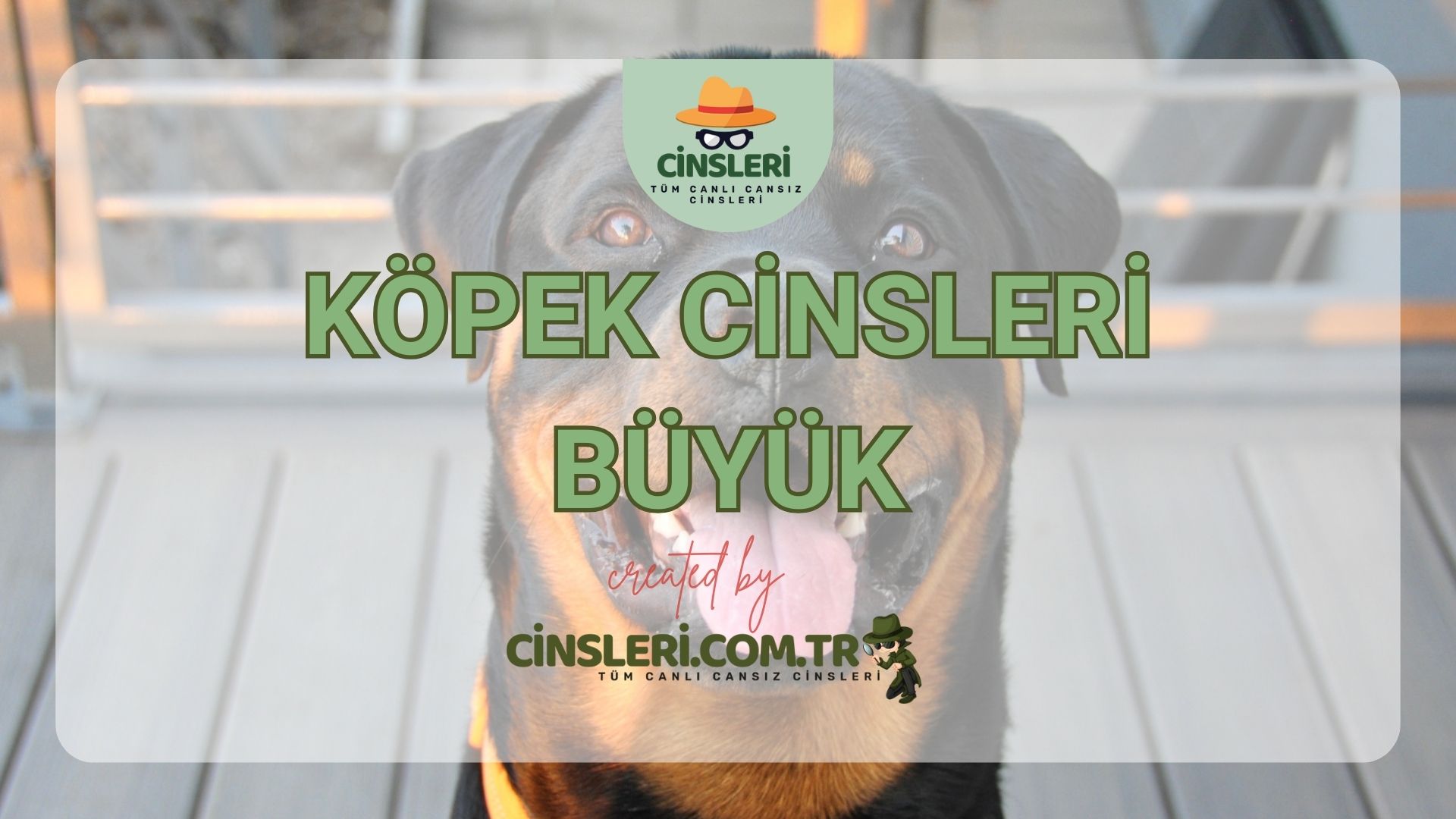 Köpek Cinsleri Büyük