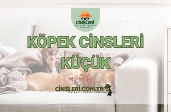 Köpek Cinsleri Küçük