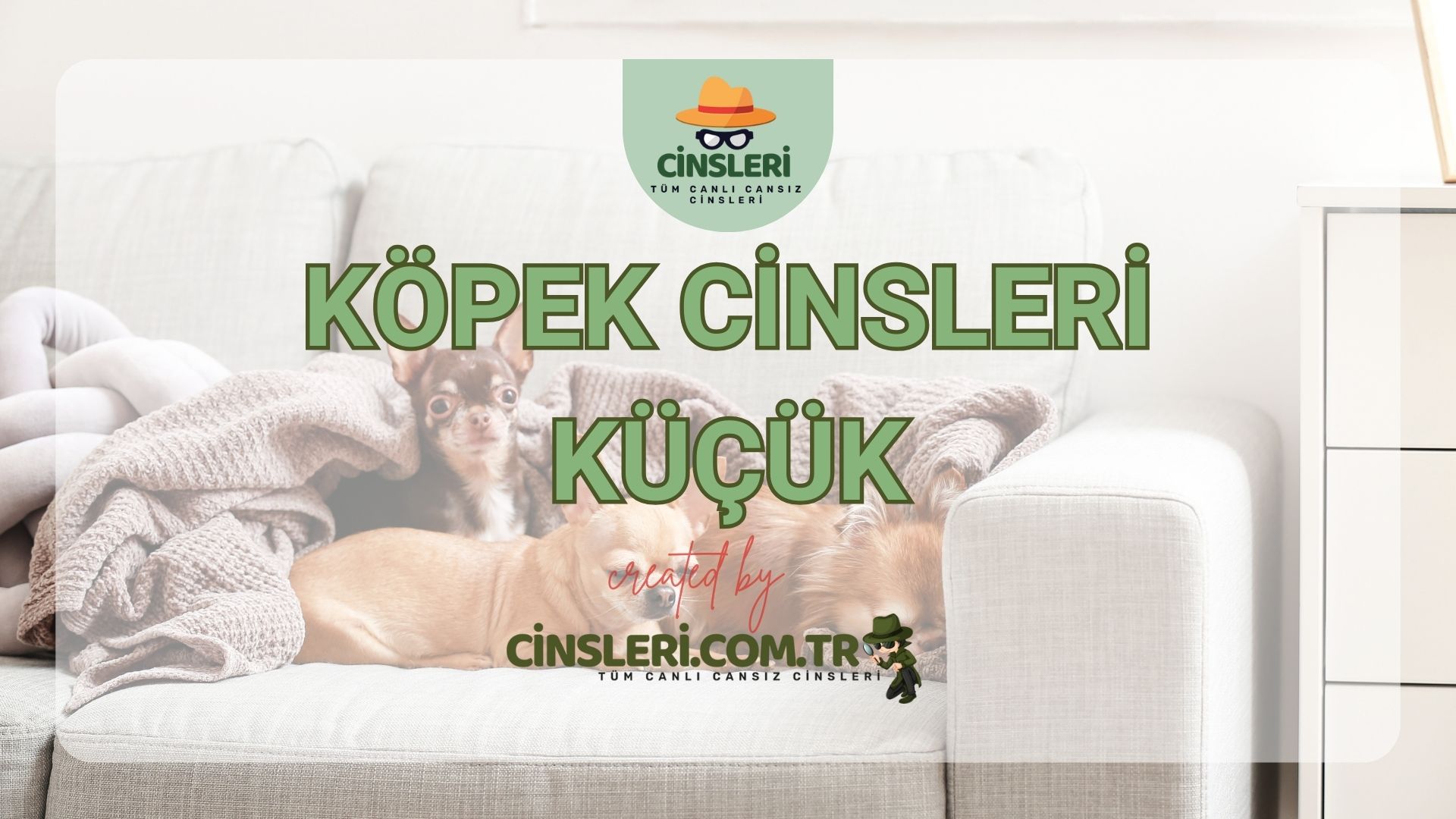 Köpek Cinsleri Küçük