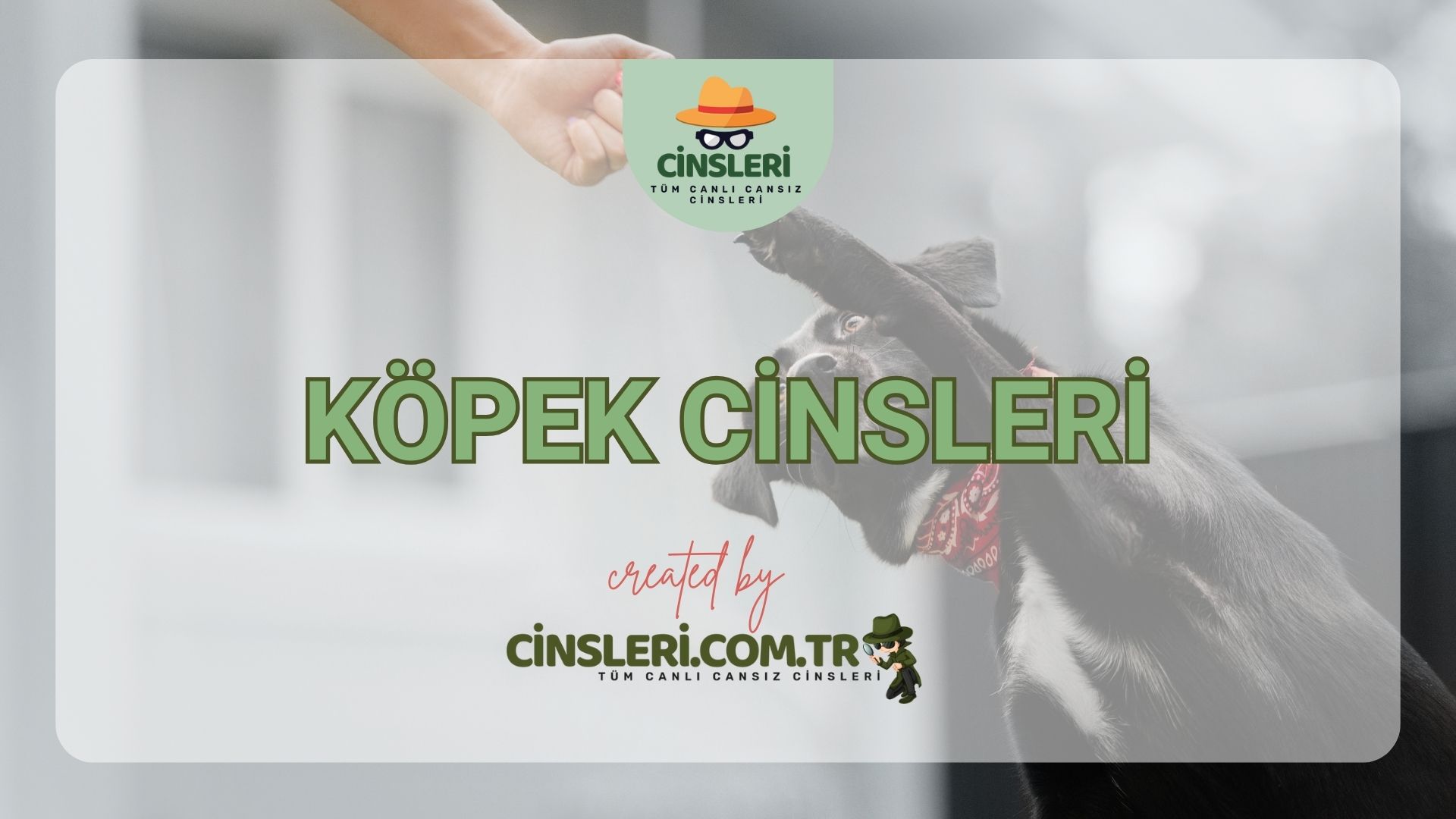 Köpek Cinsleri