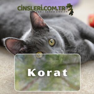 Korat