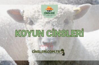 Koyun Cinsleri