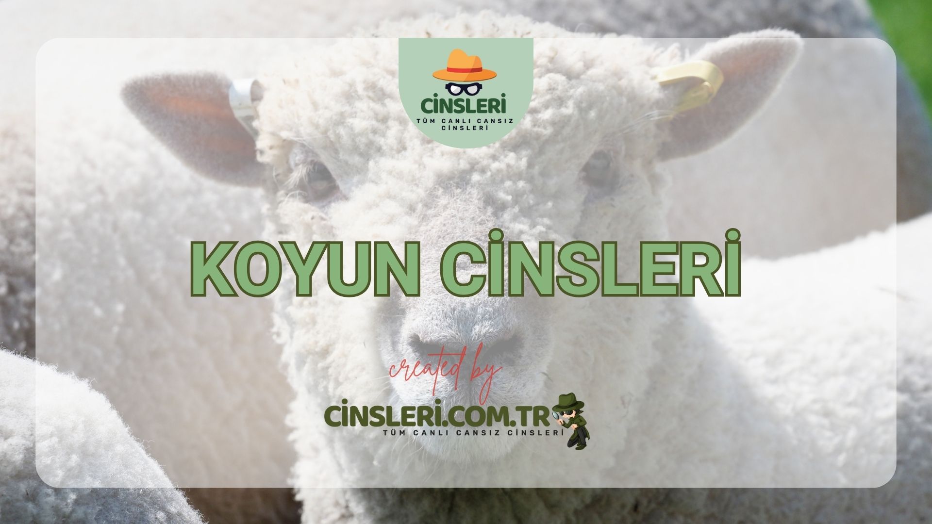 Koyun Cinsleri