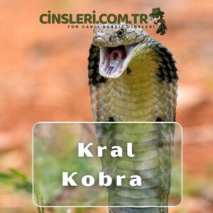 Kral Kobra