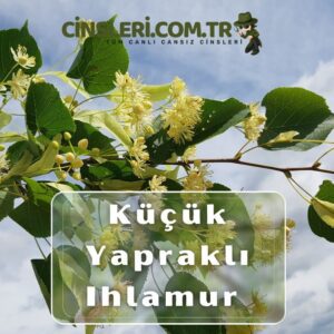 Küçük Yapraklı Ihlamur