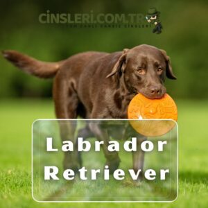 Labrador Retriever