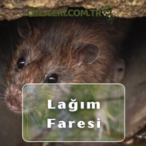 Lağım Faresi