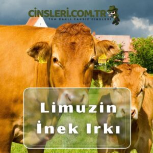 Limuzin İnek Irkı