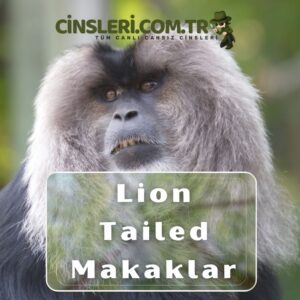 Lion Tailed Makaklar