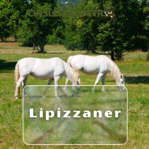 Lipizzaner