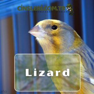 Lizard