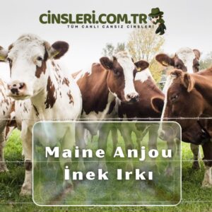 Maine Anjou İnek Irkı