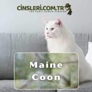 Maine Coon