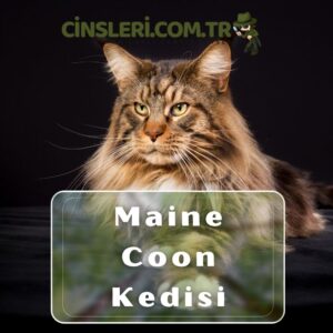 Maine Coon Kedisi