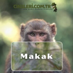 Makak