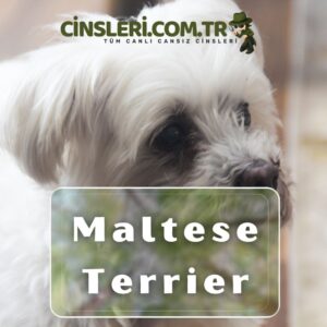 Maltese Terrier