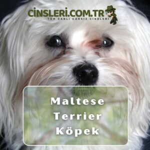 Maltese Terrier Köpek