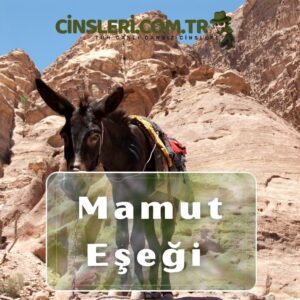 Mamut Eşeği