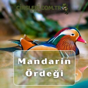 Mandarin Ördeği