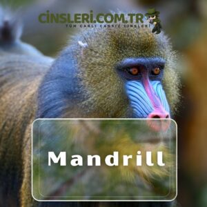 Mandrill