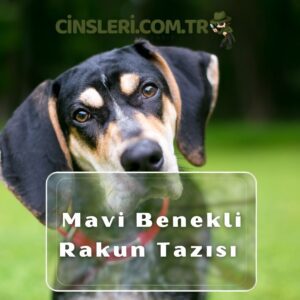 Mavi Benekli Rakun Tazısı