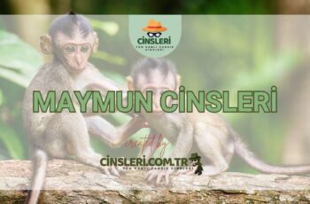 Maymun Cinsleri