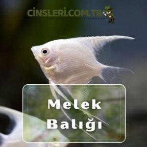 Melek Balığı