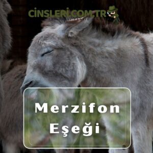 Merzifon Eşeği