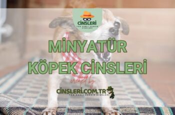 Minyatür Köpek Cinsleri