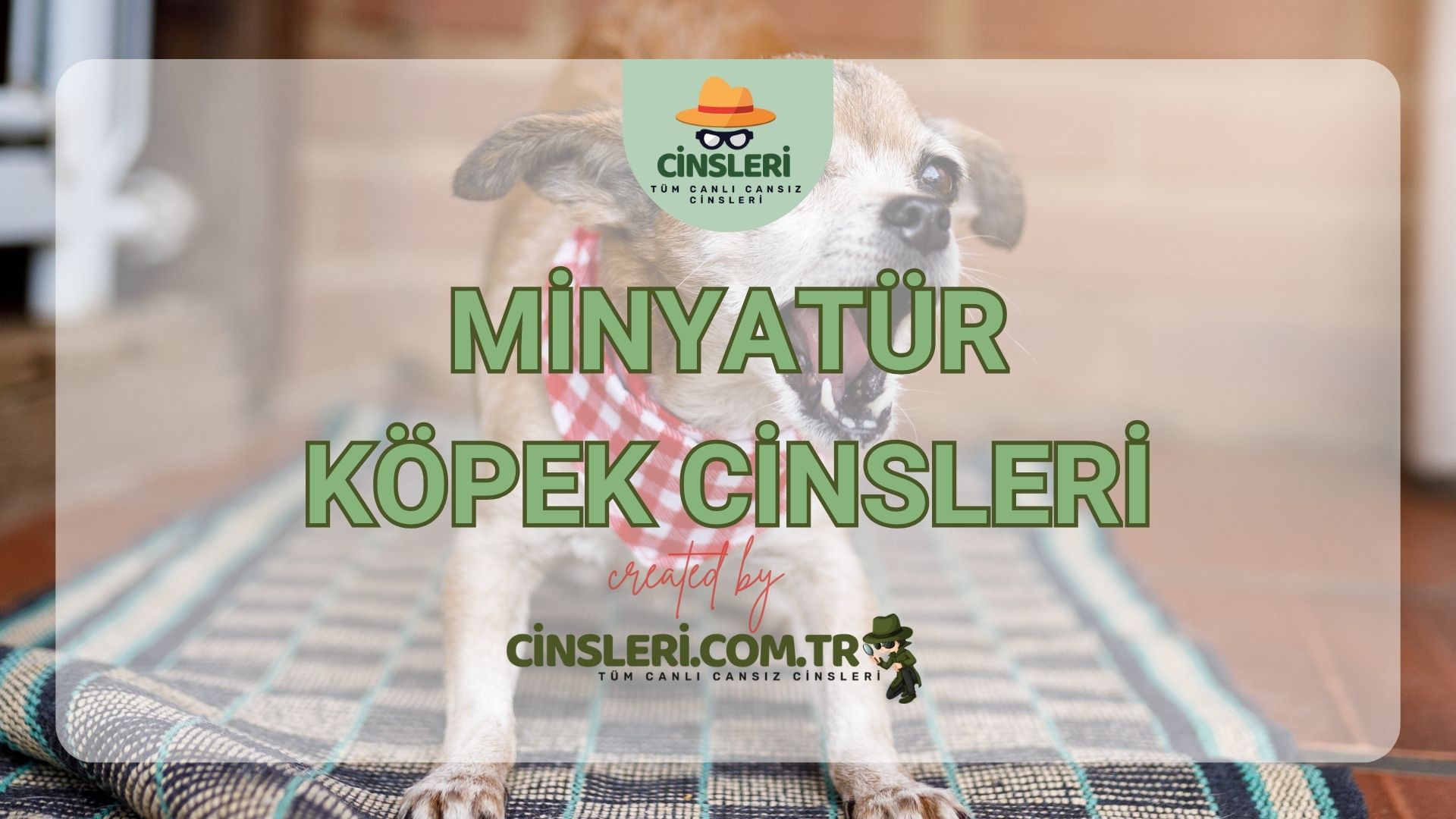 Minyatür Köpek Cinsleri