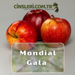 Mondial Gala