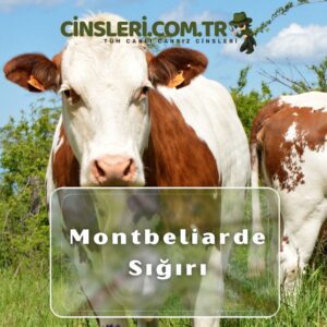 Montbeliarde Sığırı