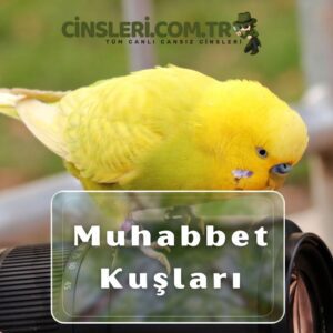 Muhabbet Kuşları