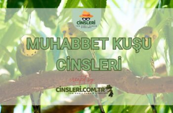 Muhabbet Kuşu Cinsleri