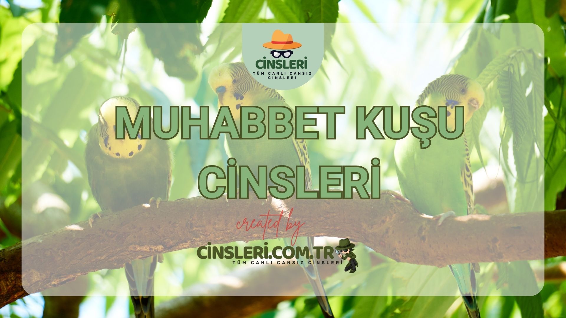 Muhabbet Kuşu Cinsleri