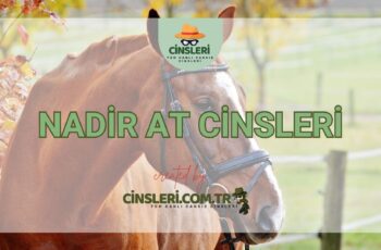 Nadir At Cinsleri