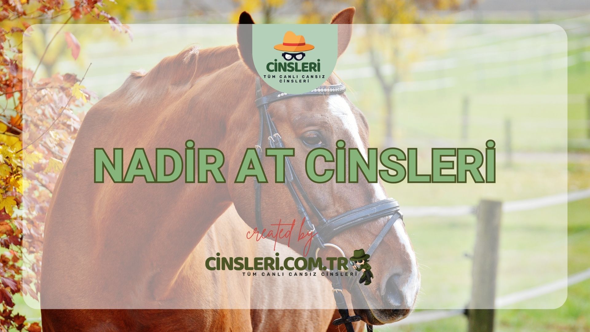 Nadir At Cinsleri