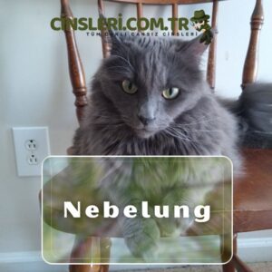 Nebelung