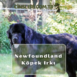 Newfoundland Köpek Irkı