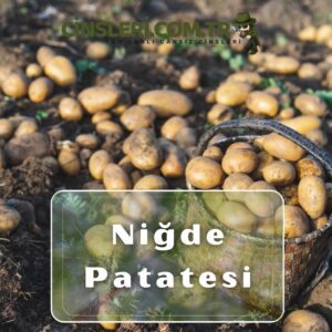 Niğde Patatesi