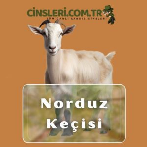 Norduz Keçisi