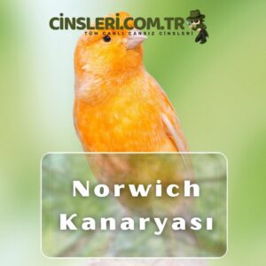 Norwich Kanaryası